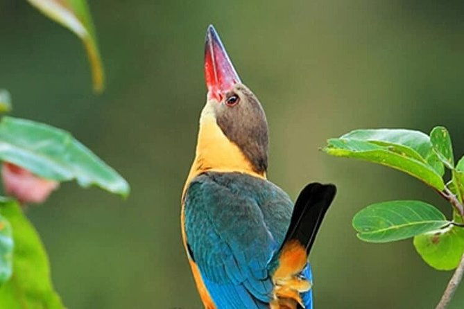 muthurajawela-bird-watching-tour-from-colombo-negombo-2