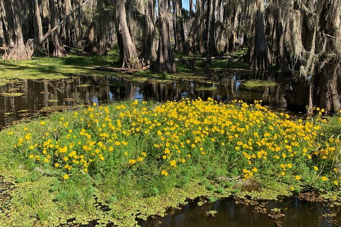 mystical-private-kayak-and-canoe-tours-on-caddo-lake