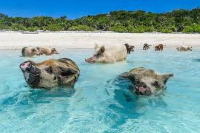 nasprivate-beach-club-snorkel-pigs-turtles-bahamama-bbq