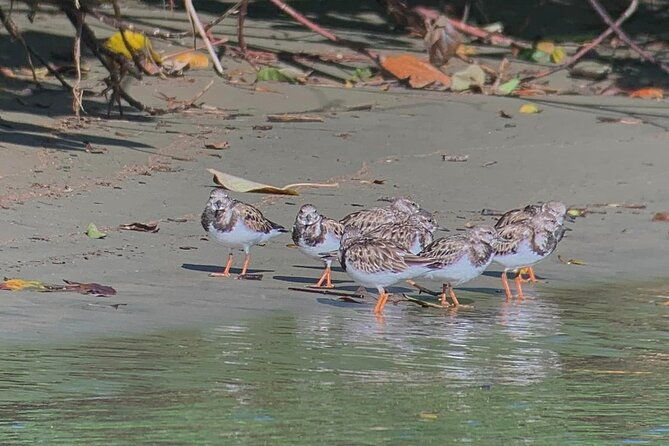 nature-and-bird-watching-at-marino-ballena-national-park