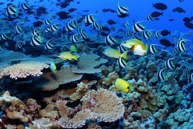 negril-glass-bottom-boat-tour-snorkeling-and-booby-cay