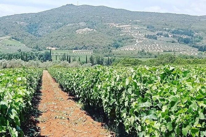 nemea-wine-tour-from-athens-nafplio-or-nemea-with-oenologists