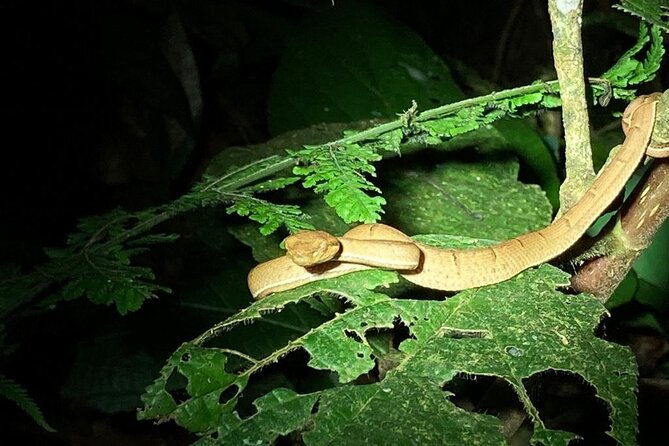 night-adventures-in-monteverde