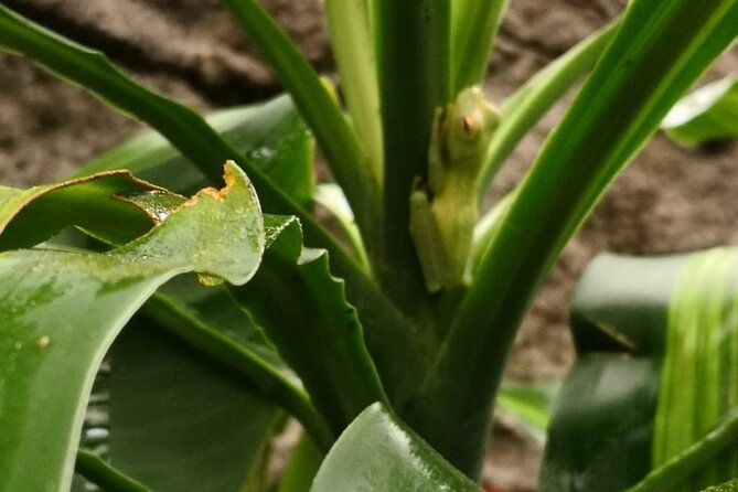 night-hike-wildlife-observation-in-santa-elena-monteverde
