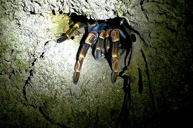 night-tour-tukas-night-walks-monteverde