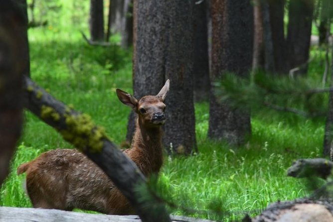 north-yellowstone-day-tour-lamar-valley-private-day-tour-2