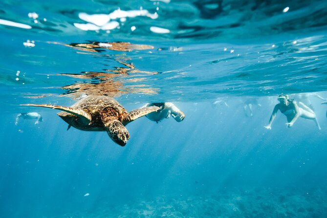 oahu-swimming-with-dolphins-speedboat-adventure