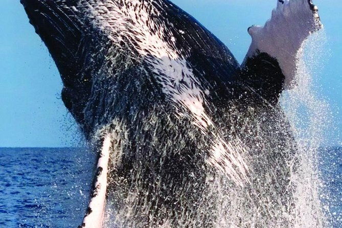 oahu-whale-watching-excursion