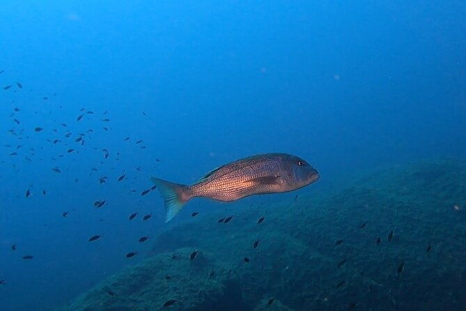 open-water-diver-course