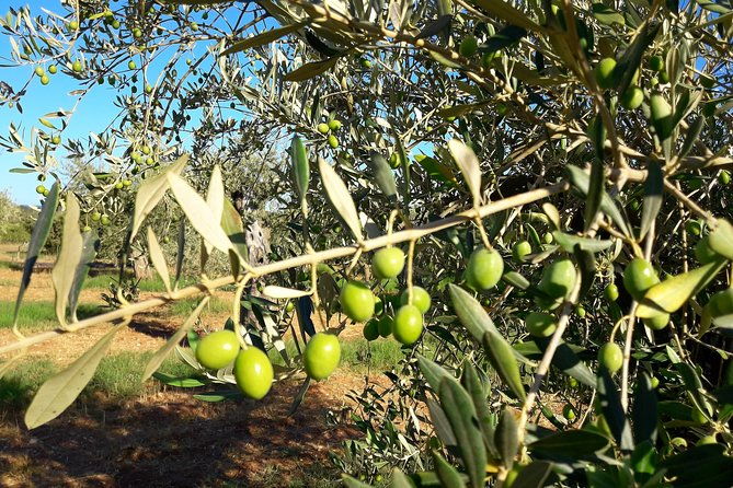 orosei-4x4-tour-wine-tasting