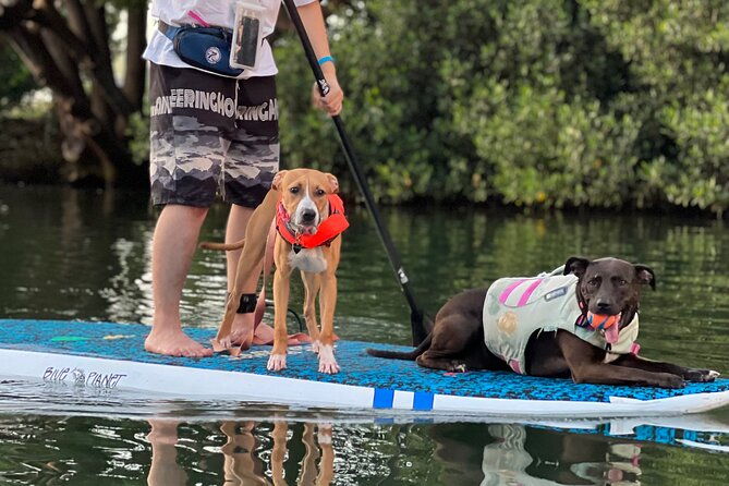 paddle-board-haleiwa-with-rescue-dogs