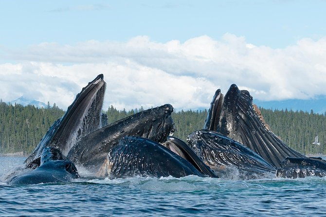 paddle-with-whales-kayak-adventure-juneau