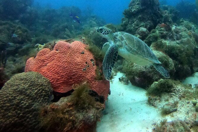 padi-discover-scuba-dive