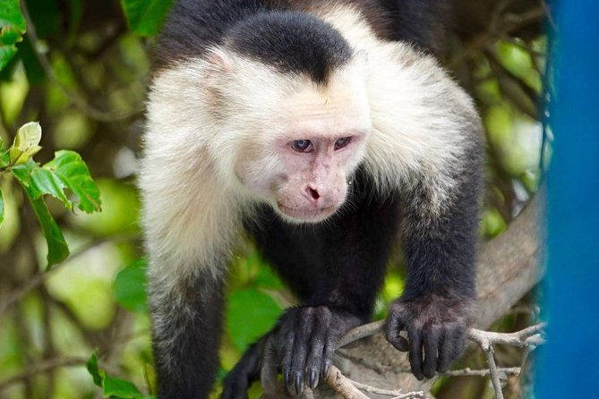 palo-verde-wildlife-tour-from-playa-hermosa-coco-beach