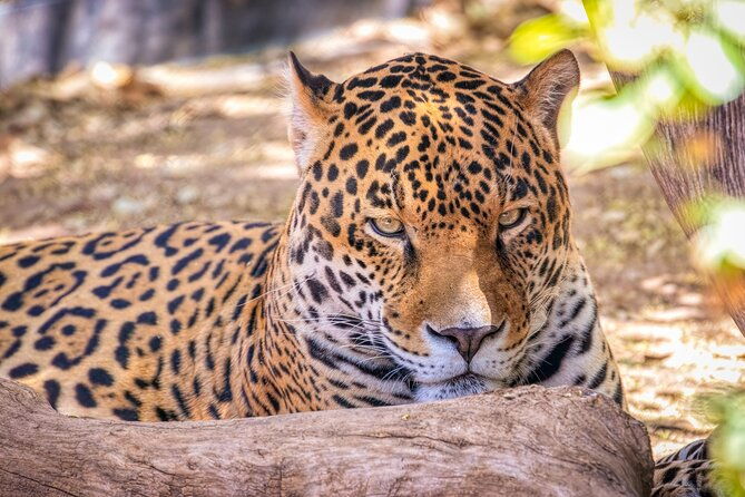 phoenix-zoo-admission-ticket-2