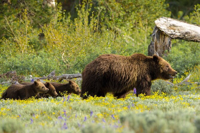 private-2-day-yellowstone-tour-upper-and-lower-loop