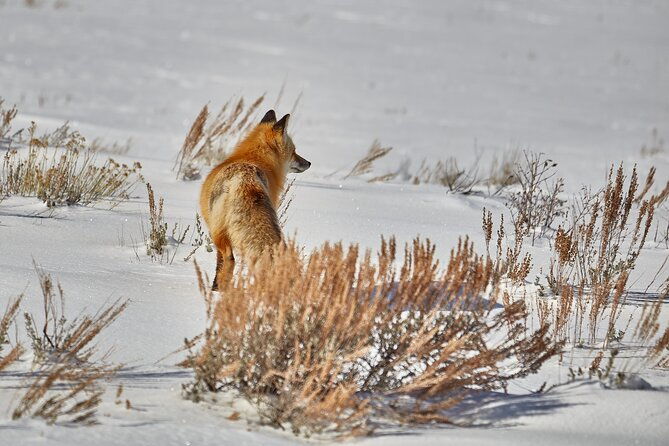 private-bespoke-yellowstone-photography-safari-half-day