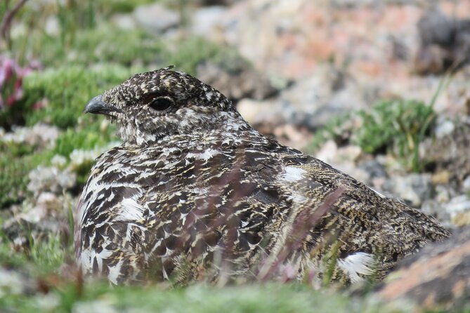 private-birding-hike-in-rocky-mountain-national-park