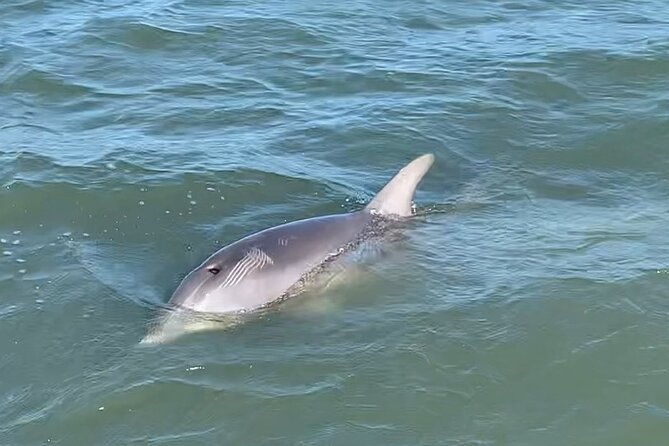 private-charleston-dolphin-and-eco-boat-tour-2