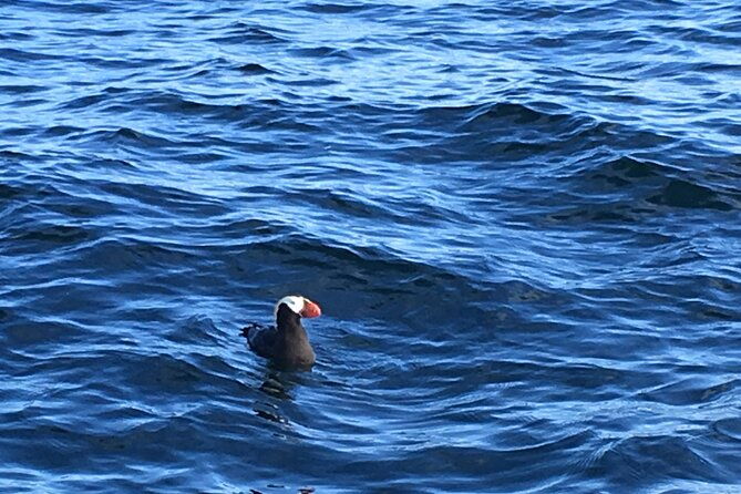 private-charter-scenic-wildlife-excursion-for-cruise-passengers