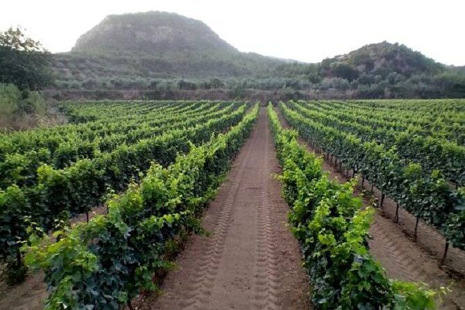 private-excursion-to-ancient-olympia-bee-farm-winery