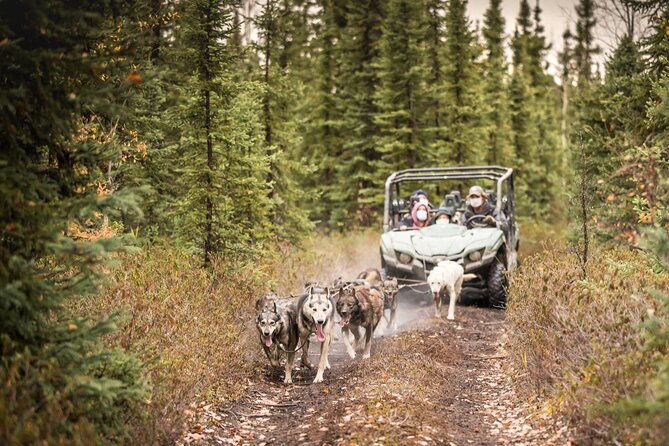 private-fall-foliage-mushing-cart-ride-in-fairbanks-2