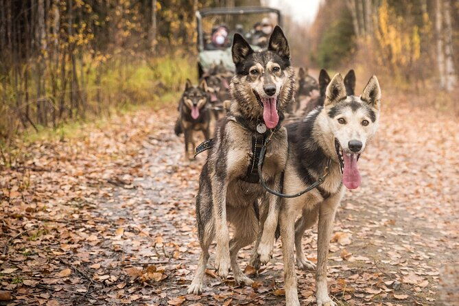 private-fall-foliage-mushing-cart-ride-in-fairbanks