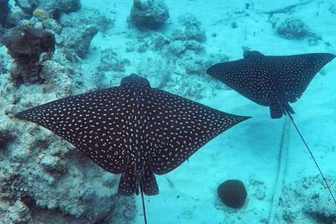 private-full-day-sail-snorkel-experience-usvi-sapphire-marina-stt-pick-up
