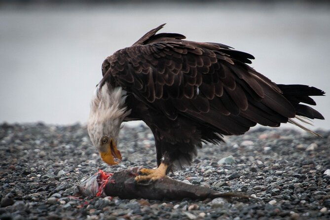 private-group-eagle-preserve-float-trip-in-haines