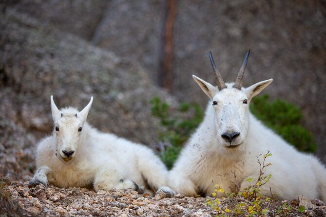 private-half-day-mt-rushmore-black-hills-tour-2