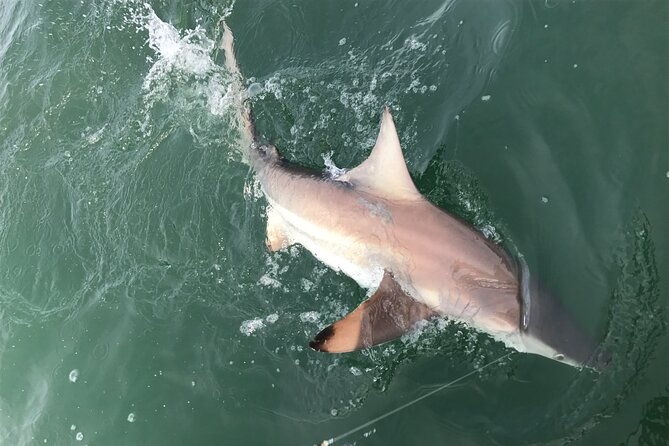 private-island-eco-tours-on-a-private-boat-from-shackleford-banks