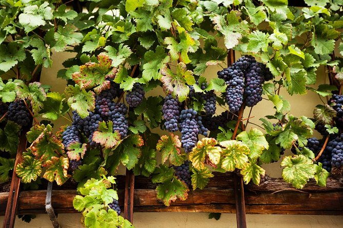private-maribor-ptuj-wine-road-from-ljubljana