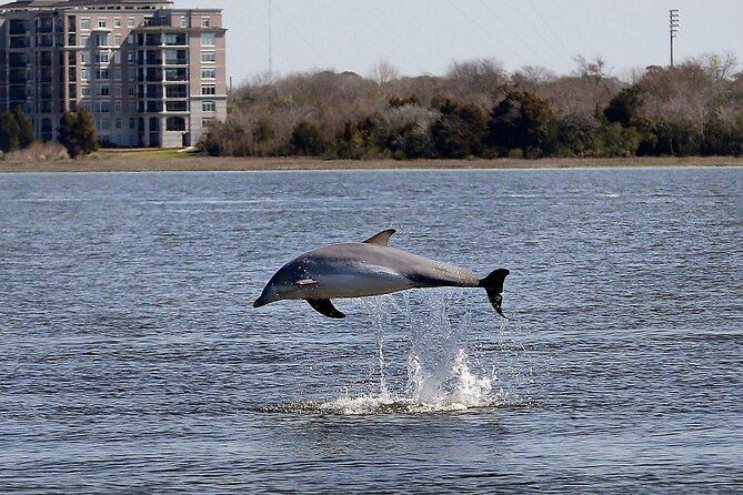 private-morning-sailing-dolphin-history-tours-on-mystique