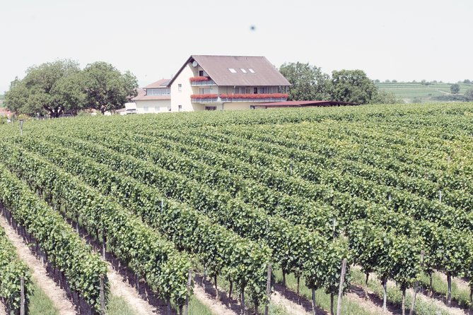 private-outdoor-escape-game-tuniberg-eduardo-the-wine-secret