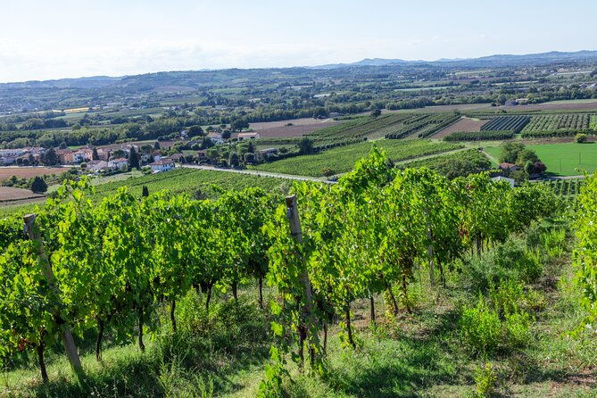 private-tastings-at-the-colombina-agricultural-company