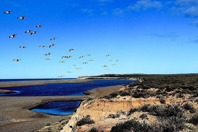 private-tour-for-cruises-around-peninsula-valdes