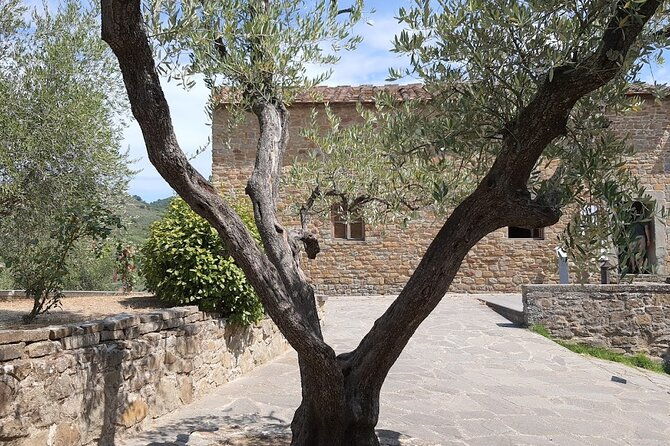private-tour-oil-production-leonardos-house-tasting