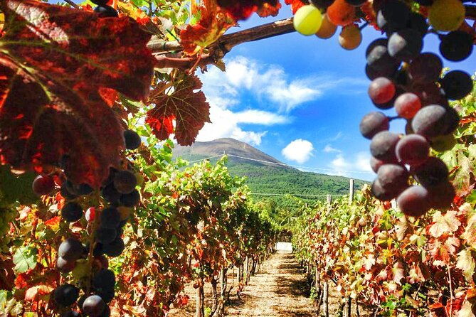 private-tour-pompeii-and-mount-vesuvius-with-wine-tasting
