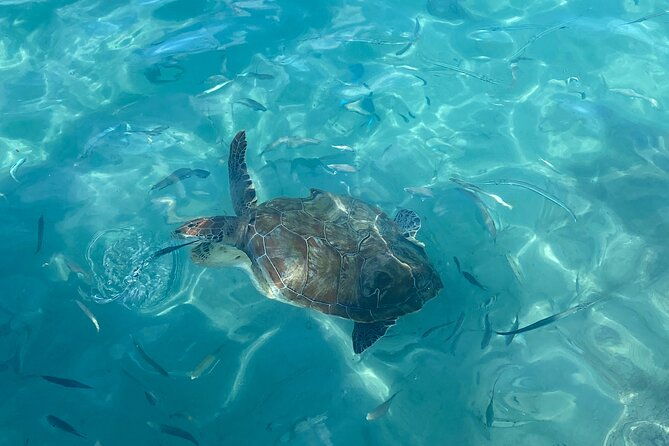 private-tour-swim-with-turtles-and-beachhop-the-westcoast