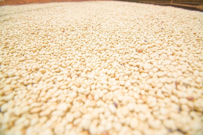 private-tour-the-urban-coffee-culture-in-medellin-coffee-farm-workshop