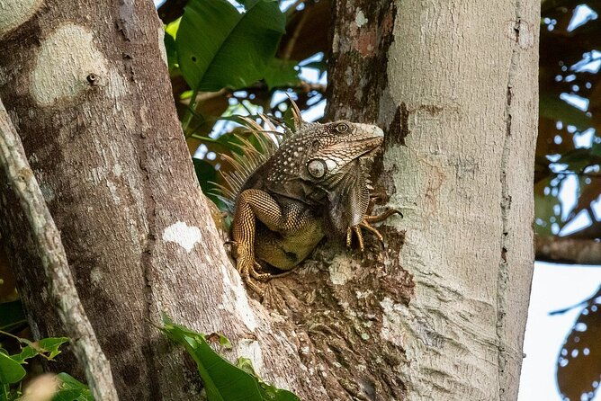 private-tour-to-monkey-island-and-sloth-sanctuary-in-gamboa