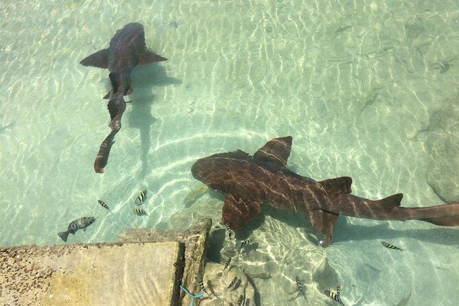 private-transportation-to-from-dolphin-cove-in-montego-bay