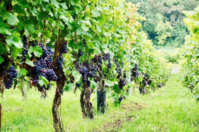 private-valpolicella-day-trip-from-venice-wine-tasting-and-verona