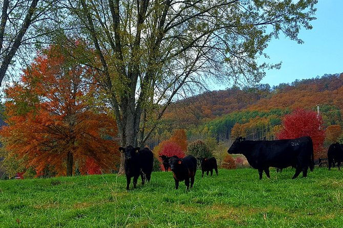 private-walking-tour-of-a-real-working-cattle-ranch