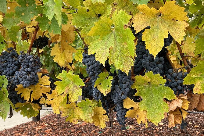 private-wine-tours-of-napa-valley-and-sonoma-for-2-to-5-people-2