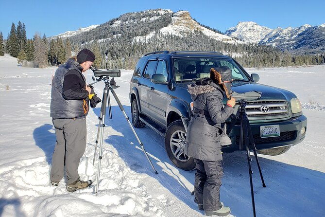 private-wolf-wildlife-watching-in-yellowstones-lamar-valley