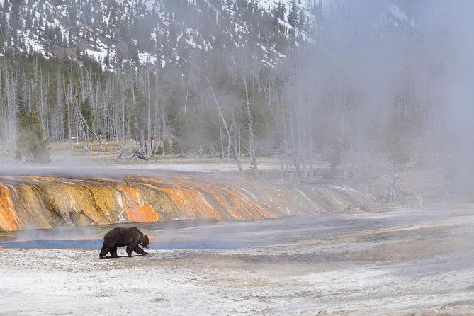 private-yellowstone-wildlife-sightseeing-tour