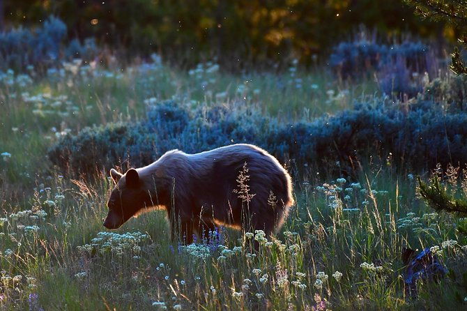 private-yellowstone-wolf-watching-wildlife-safari-lunch