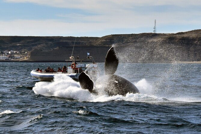 puerto-madryn-peninsula-valdes-national-park-day-trip
