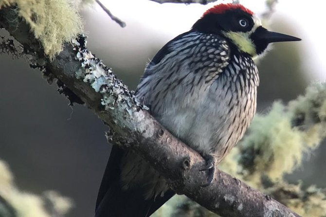 quetzal-birdwatching-experience-at-san-gerardo-de-dota-group-tour